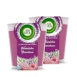 Air Wick Wohlfühl-Duftkerze DUO im Glas – Duft: Winterlicher Beerentraum – Je bis zu 20 Stunden...