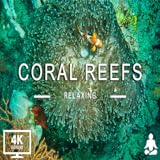 Aquarium 4K VIDEO ULTRA HD 🐠 Entspannende Musik zusammen mit schönen Korallenriff Fisch Videos...
